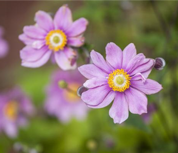 Anemonen bereichern Ihren Garten