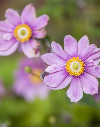 Anemonen bereichern Ihren Garten