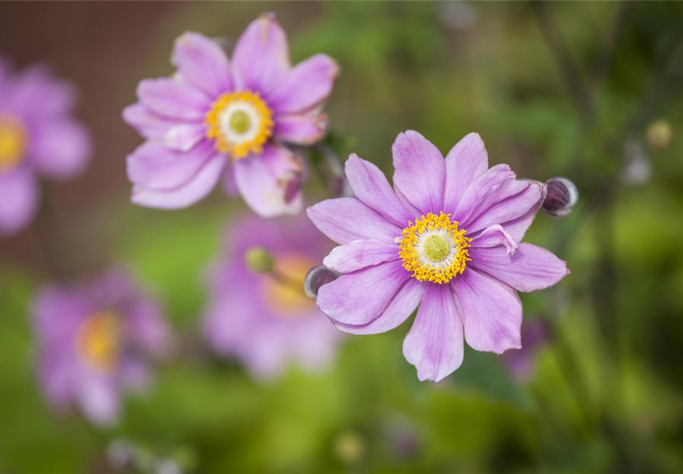 Anemonen bereichern Ihren Garten