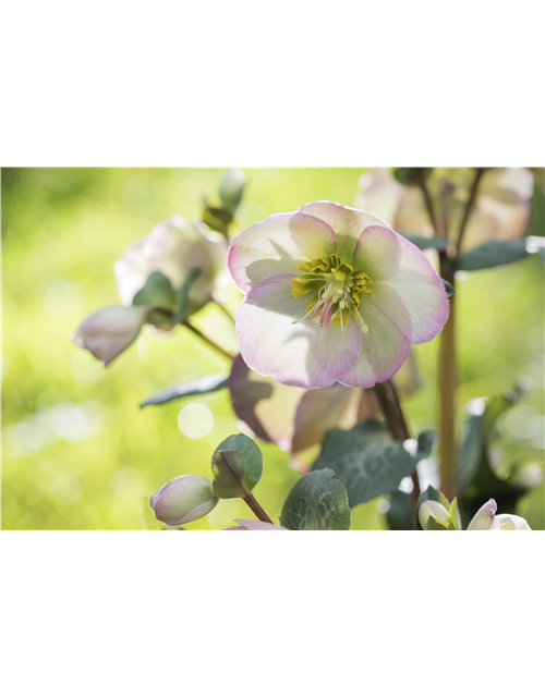 Helleborus niger Marlon