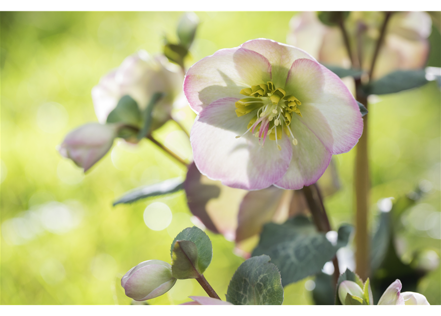 Helleborus niger Marlon