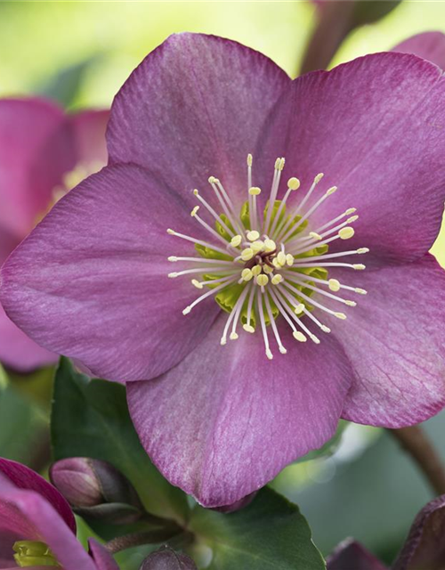 Helleborus hybriden