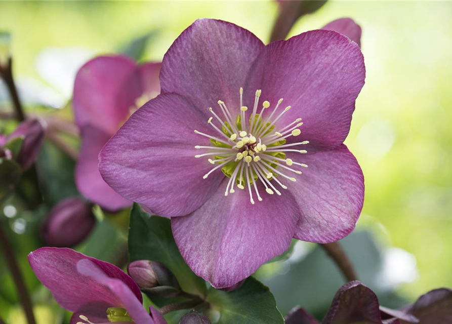 Helleborus hybriden