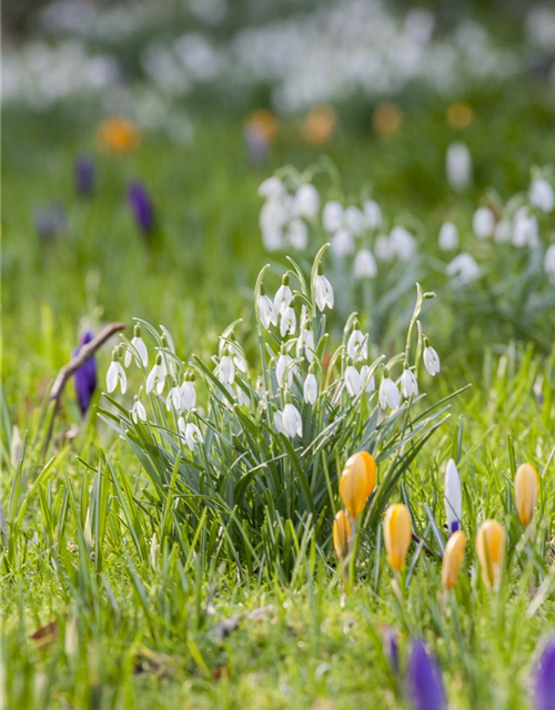 Galanthus nivalis x25 4/5