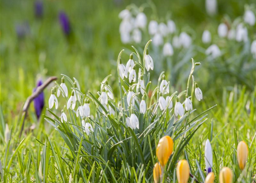 Galanthus nivalis x25 4/5