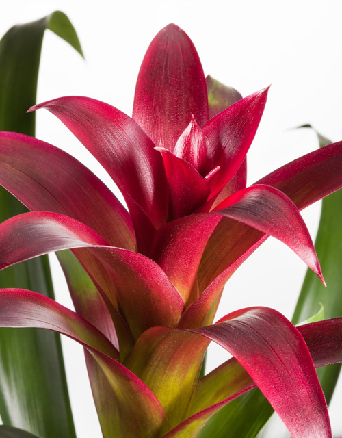 Bromelia hybriden