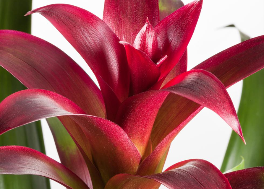 Bromelia hybriden