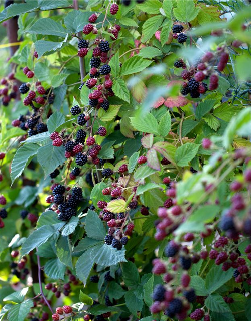 Rubus Loch Ness