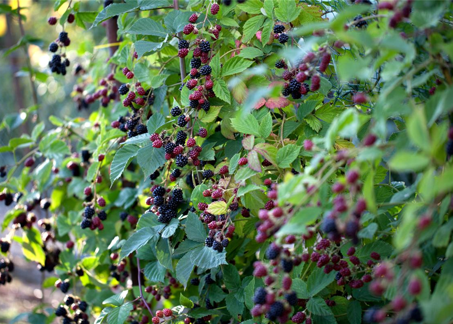 Rubus Loch Ness