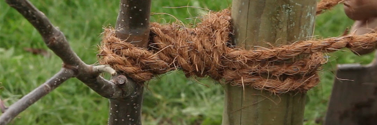 Apfelbaum - Einpflanzen im Garten (Anleitung - 9)