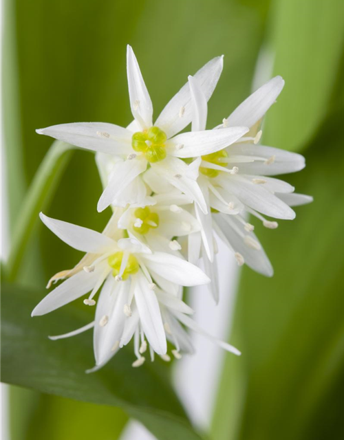 Allium ursinum