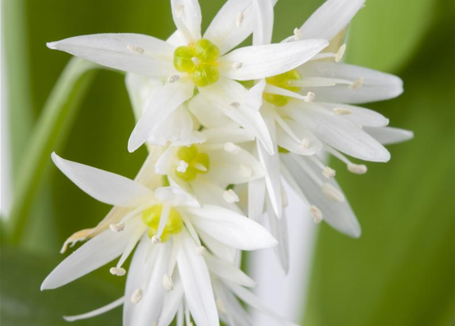 Allium ursinum