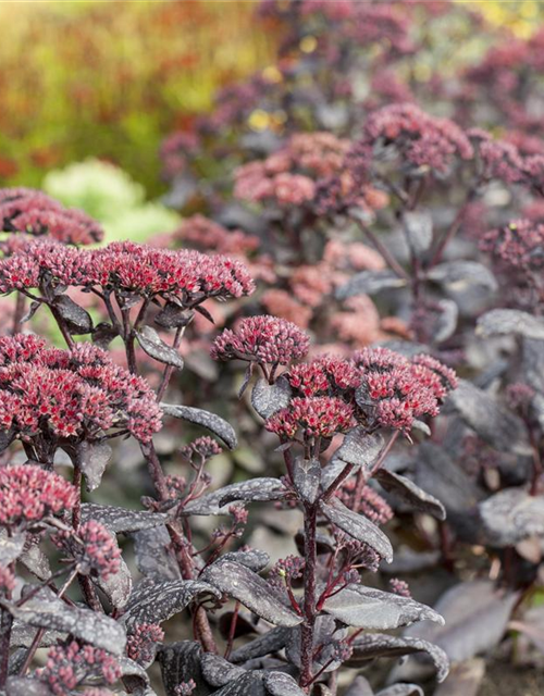 Sedum Mix