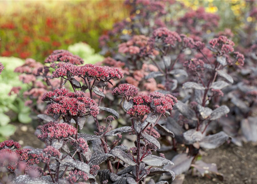 Sedum Mix