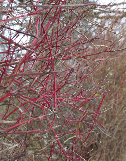 Cornus alba Sibirica