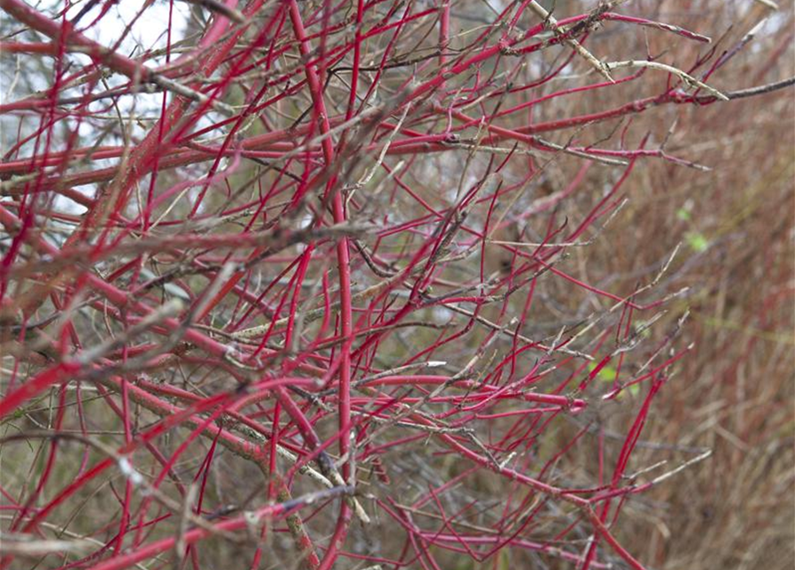 Cornus alba Sibirica