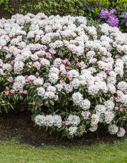 Rhododendron yakushimanum Dreamland