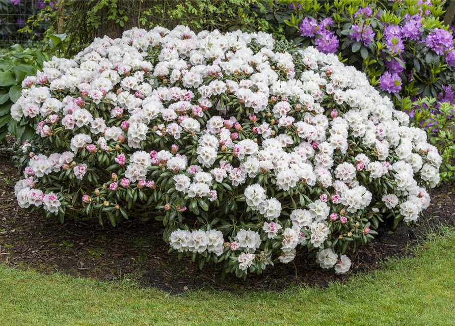 Rhododendron yakushimanum Dreamland