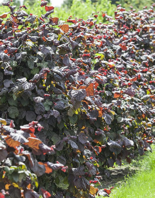 Corylus avellana