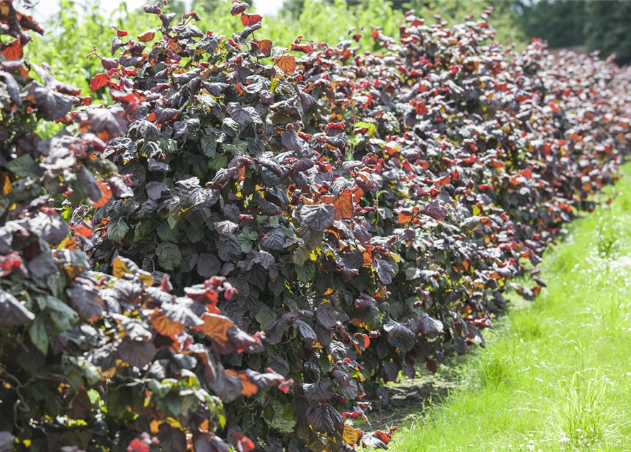 Corylus avellana