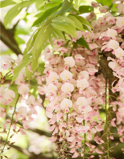 Wisteria floribunda Rosa