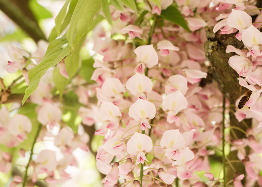 Wisteria floribunda Rosa