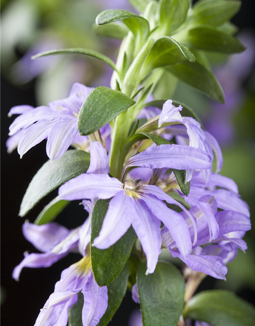 Scaevola