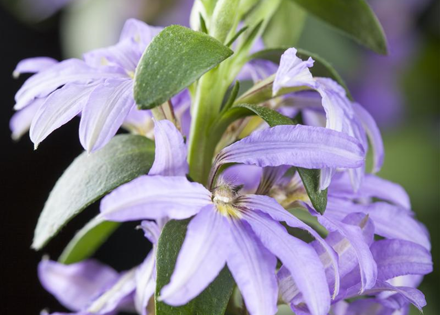 Scaevola