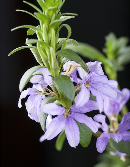 Scaevola