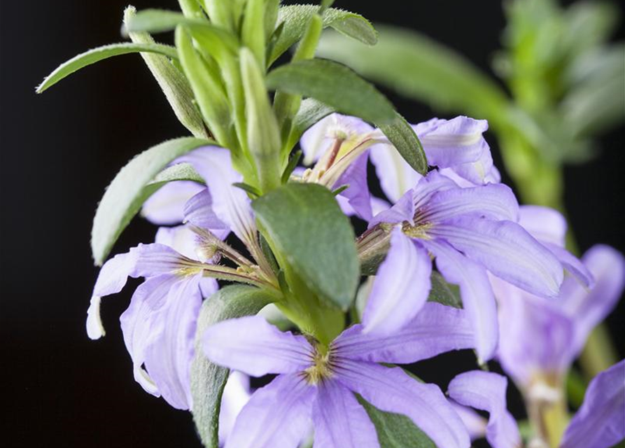 Scaevola