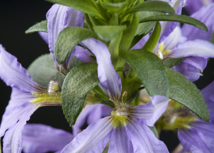 Scaevola