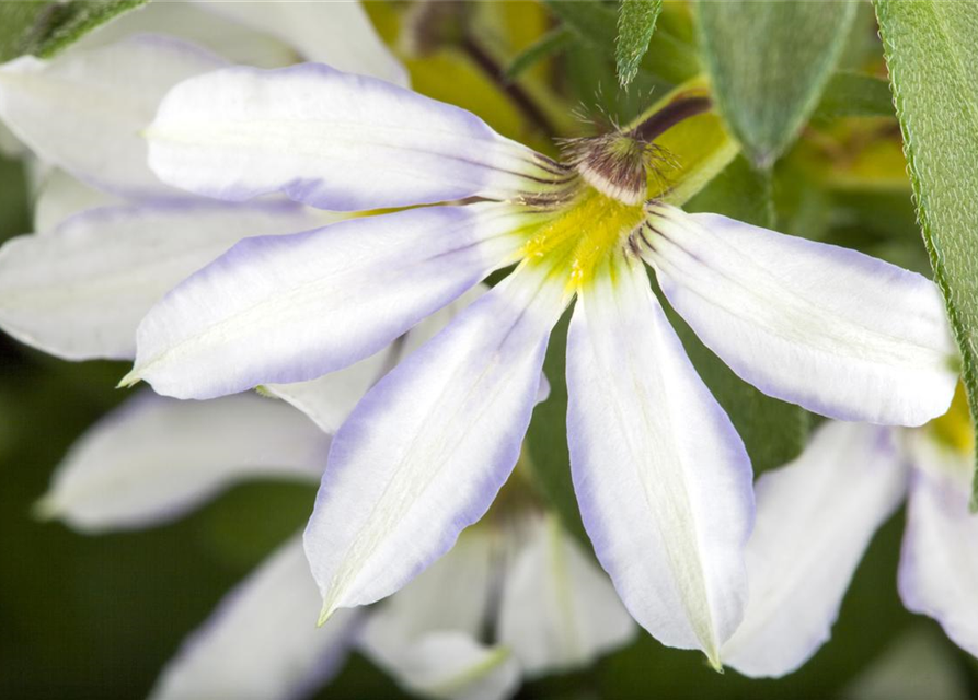 Scaevola