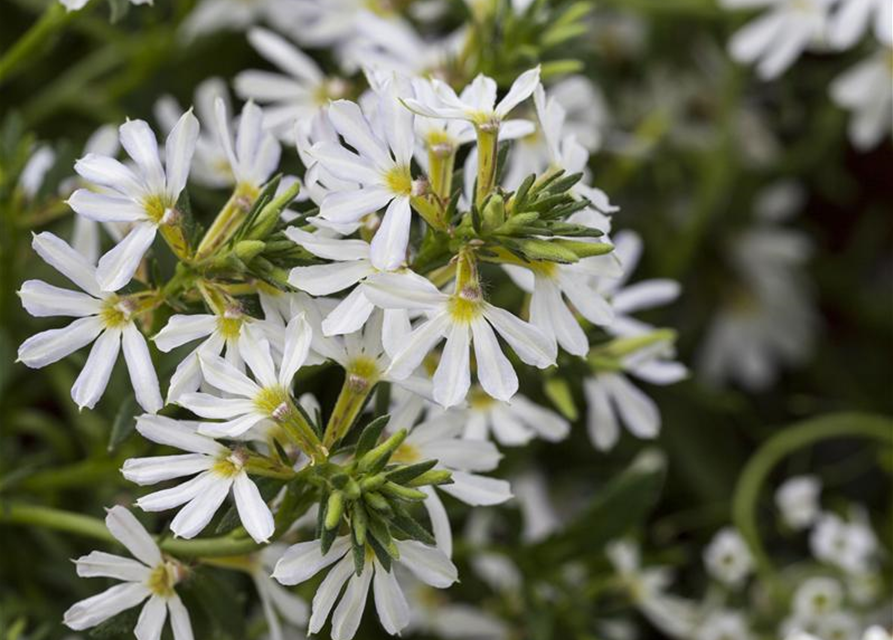 Scaevola