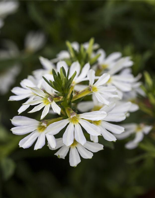 Scaevola