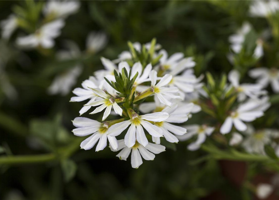 Scaevola