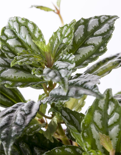 Pilea nummularifolia Glauca Greyzy