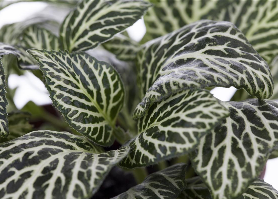 Pilea nummularifolia Glauca Greyzy