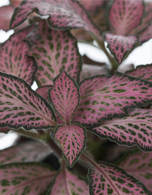 Pilea nummularifolia Glauca Greyzy