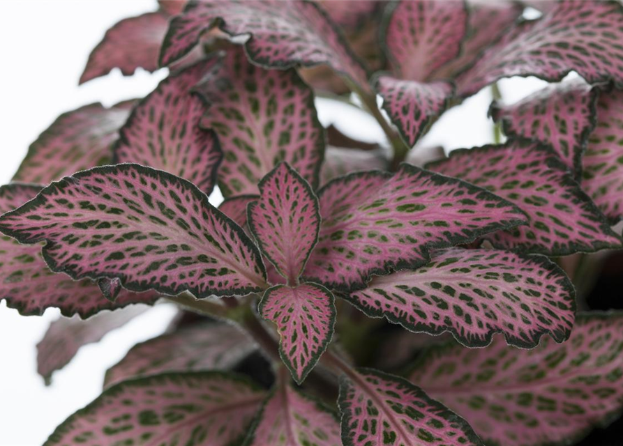 Pilea nummularifolia Glauca Greyzy