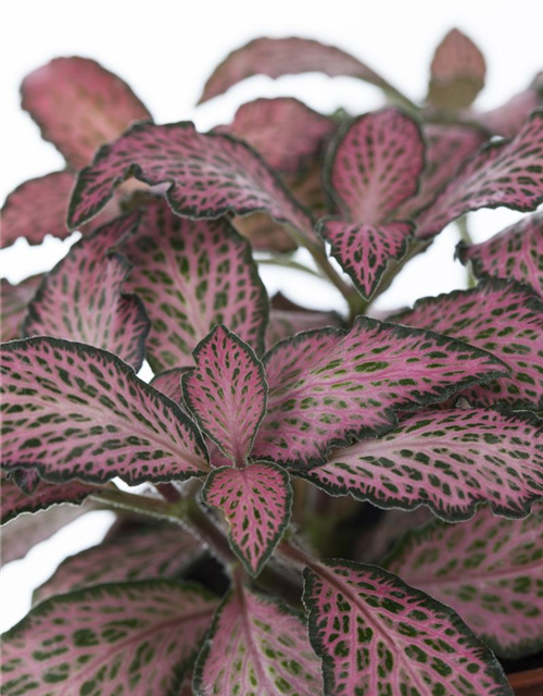 Pilea nummularifolia Glauca Greyzy