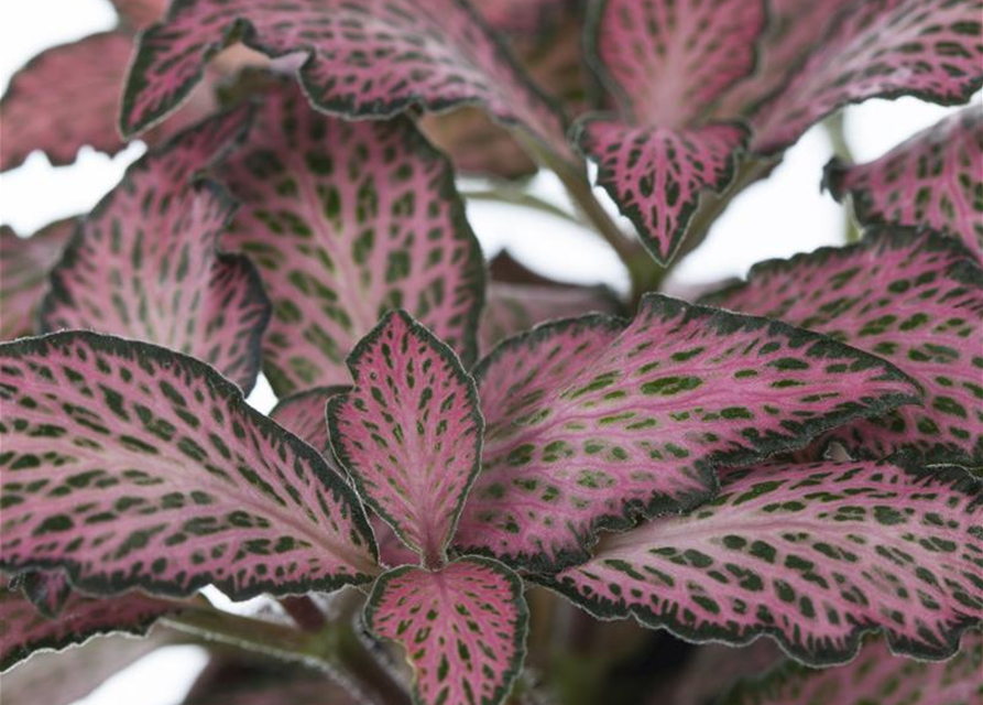 Pilea nummularifolia Glauca Greyzy