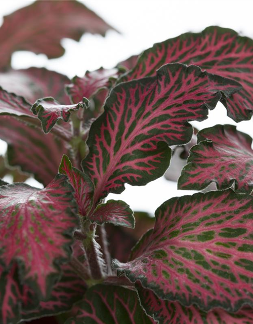 Pilea nummularifolia Glauca Greyzy