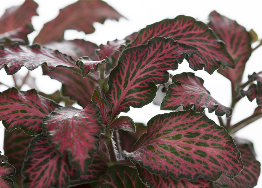 Pilea nummularifolia Glauca Greyzy