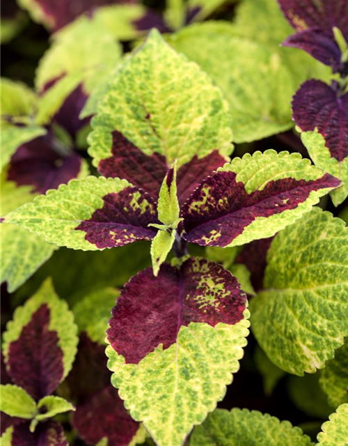 Coleus blumei Mini