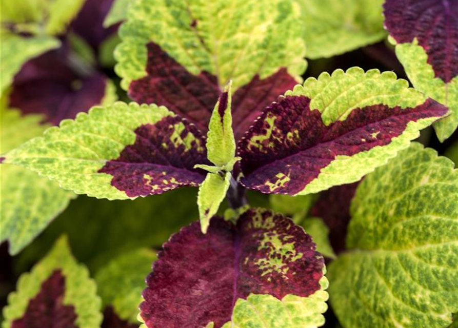 Coleus blumei Mini