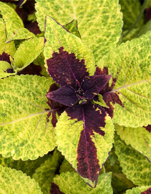 Coleus blumei Mini