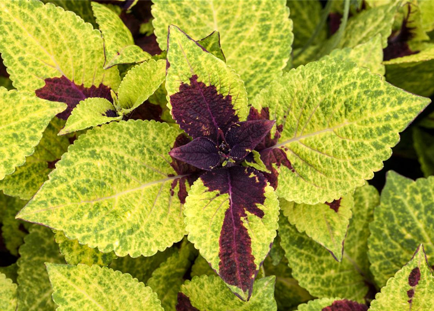 Coleus blumei Mini