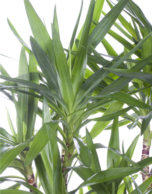 Yucca elephantipes