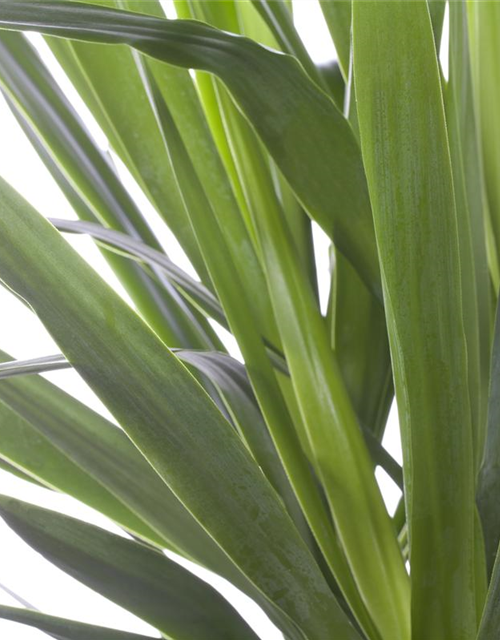 Yucca elephantipes