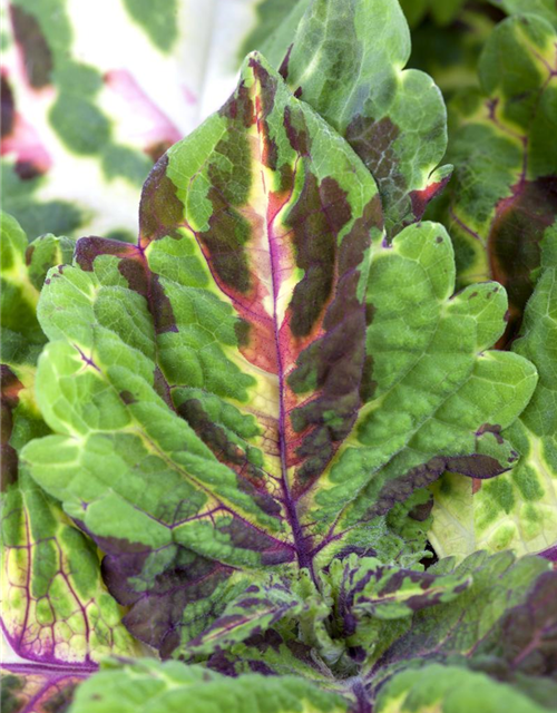 Coleus blumei